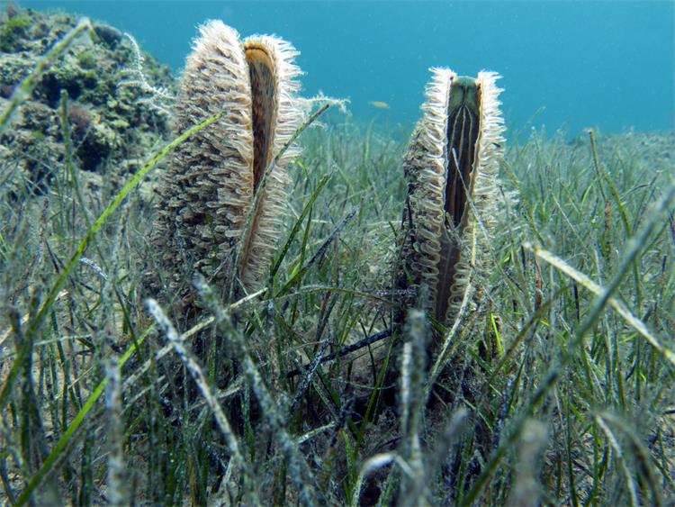 Slika /slike/Foto 1 periska uz morske cvjetnice Marinko Babić.jpg